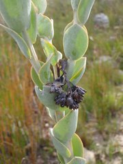 Thesium euphorbioides