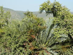 Encephalartos trispinosus
