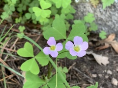 Oxalis metcalfei