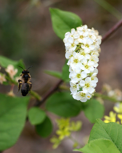 Prunus serotina var. salicifolia