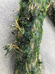 Ulva compressa