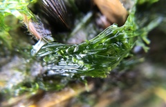 Ulva compressa