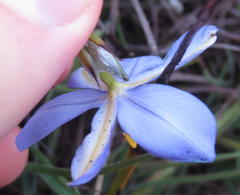 Aristea dichotoma