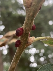 Disholcaspis mellifica