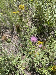 Cirsium wheeleri