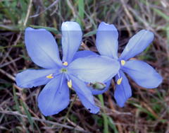 Aristea dichotoma