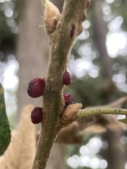 Disholcaspis mellifica