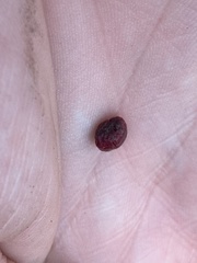 Disholcaspis mellifica