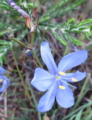 Aristea dichotoma