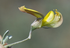 Lotononis dahlgrenii