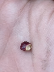 Disholcaspis mellifica