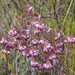 Erica globiceps globiceps - Photo (c) Nigel Forshaw, some rights reserved (CC BY-NC), uploaded by Nigel Forshaw