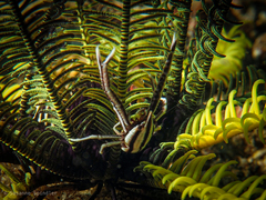 Allogalathea elegans