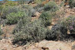 Lotononis dahlgrenii