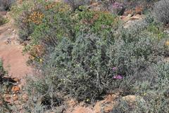 Lotononis dahlgrenii