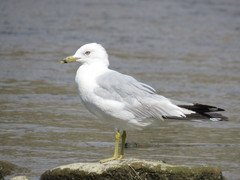 Larus delawarensis