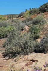 Lotononis dahlgrenii