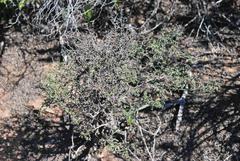 Lotononis dahlgrenii