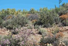 Lotononis dahlgrenii