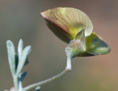 Lotononis dahlgrenii