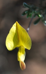 Lotononis dahlgrenii