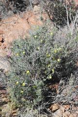 Lotononis dahlgrenii