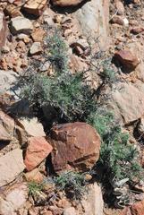 Lotononis dahlgrenii