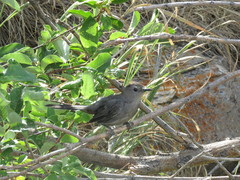 Dumetella carolinensis