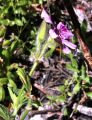 Pelargonium cucullatum strigifolium