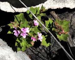 Pelargonium cucullatum strigifolium