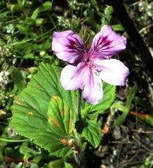 Pelargonium cucullatum strigifolium