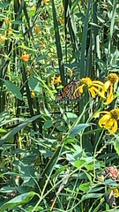 Danaus plexippus