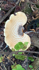 Cerioporus squamosus