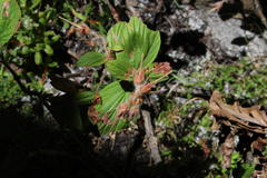 Pelargonium cucullatum strigifolium