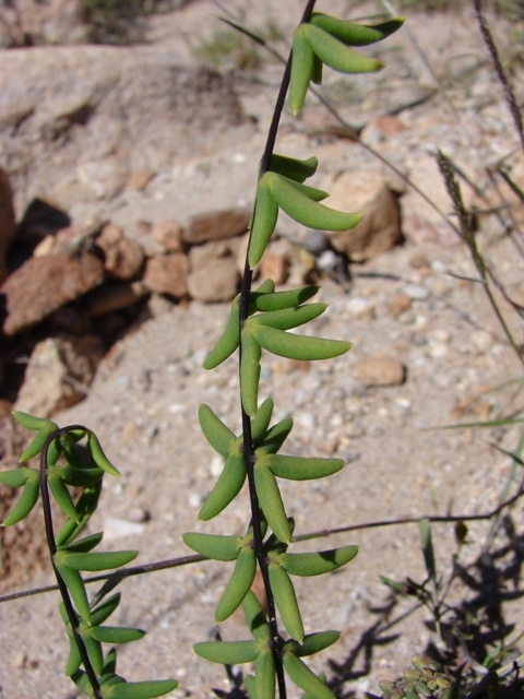 Pellaea ternifolia ssp. ternifolia