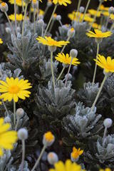 Euryops pectinatus pectinatus