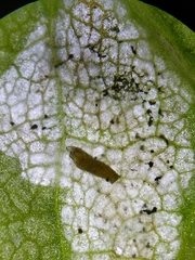 Liriomyza taraxaci
