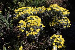 Euryops pectinatus pectinatus