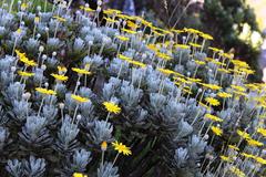Euryops pectinatus pectinatus