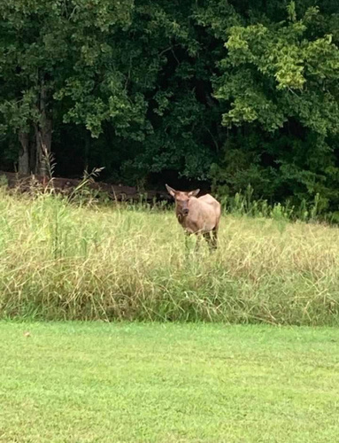 Elk