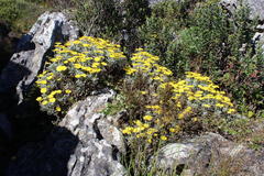 Euryops pectinatus pectinatus