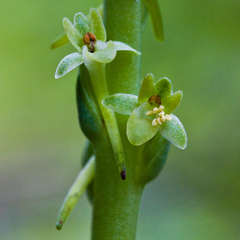 Platanthera michaelii