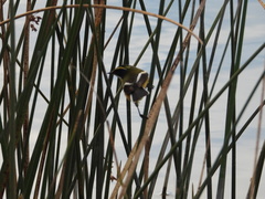 Tachuris rubrigastra