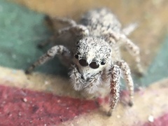 Habronattus hirsutus