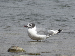 Leucophaeus pipixcan