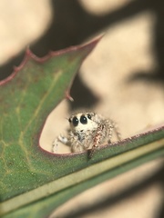 Habronattus hirsutus