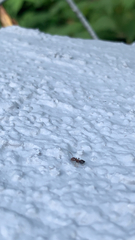 Pseudomyrmex gracilis