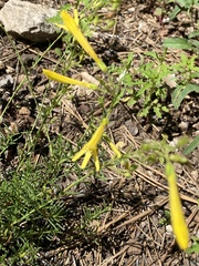 Penstemon pinifolius