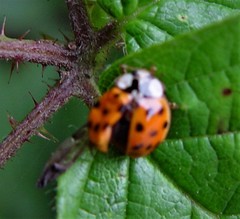 Harmonia axyridis