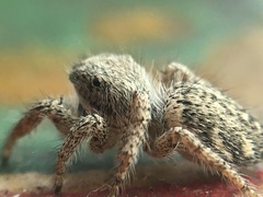 Habronattus hirsutus